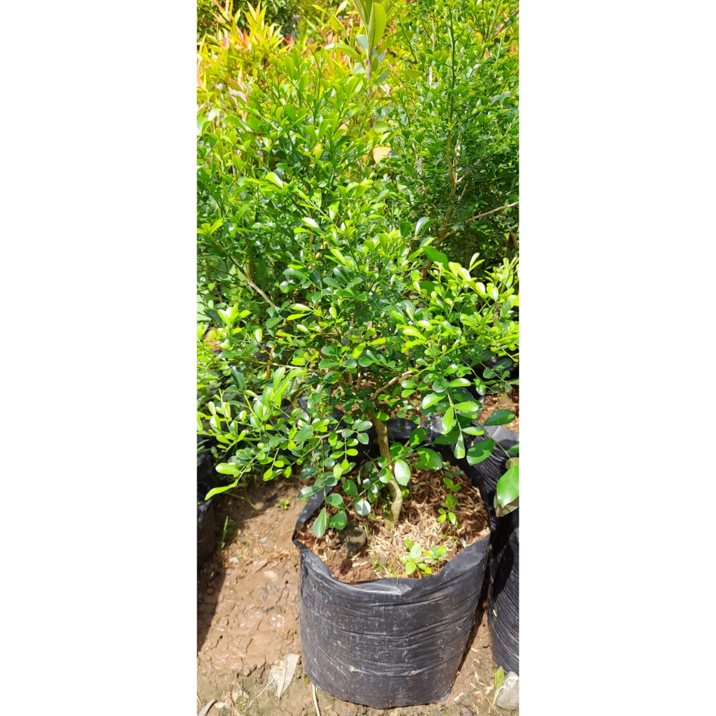 Kemuning Mikro - Tanaman Hias Kemuning Daun Mikro Tunas Bibit
