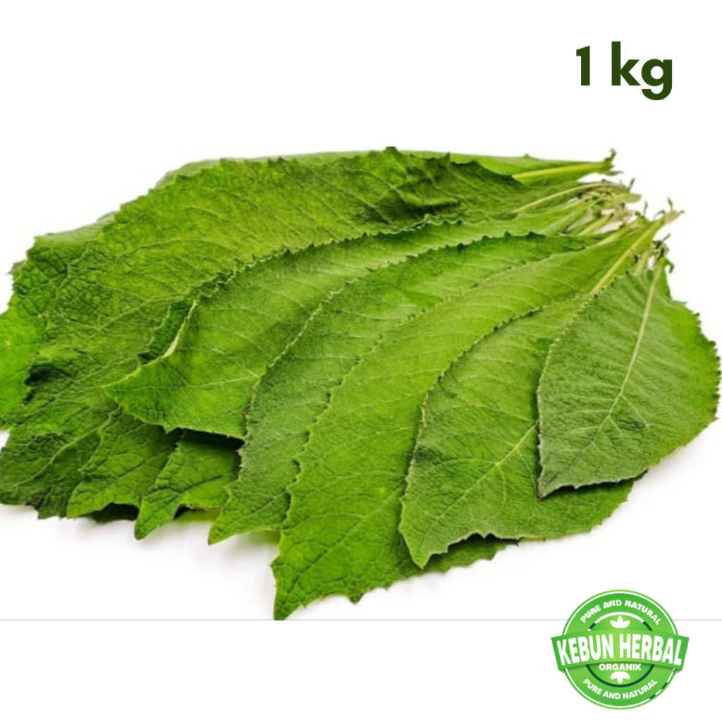 

Grosir daun sembung segar 1 kg kiloan