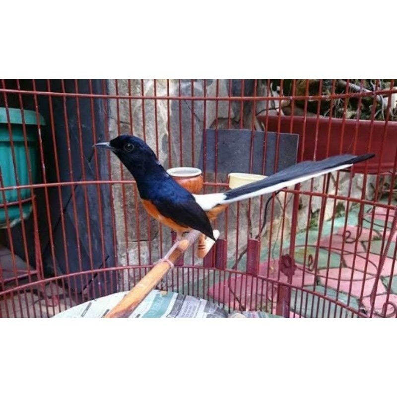 Murai batu medan muda hutan jinak