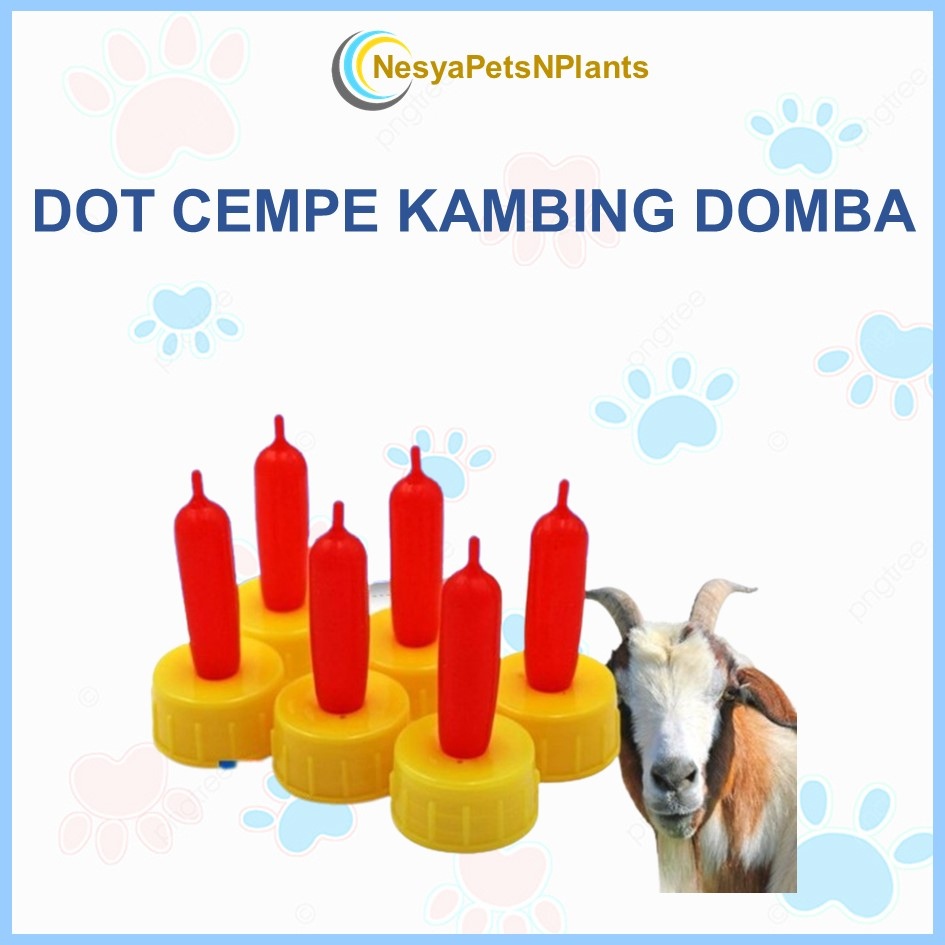 Dot Minum Cempe Kecil Domba Anak Kambing Anjing