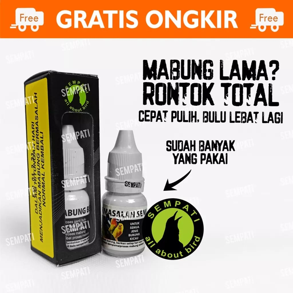 OBAT BURUNG MABUNG BERMASALAH SEMPATI MENGATASI BULU TIDAK TUNTAS MEMPERCEPAT TUMBUH BULU MURAI DLL