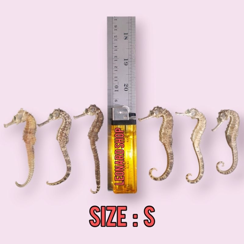 KL HAI MA KERING GRADE A HERBAL OBAT KESUBURAN PRIA WANITA / HAIMA / HAI MHA / GINSENG RENDAMAN / PI