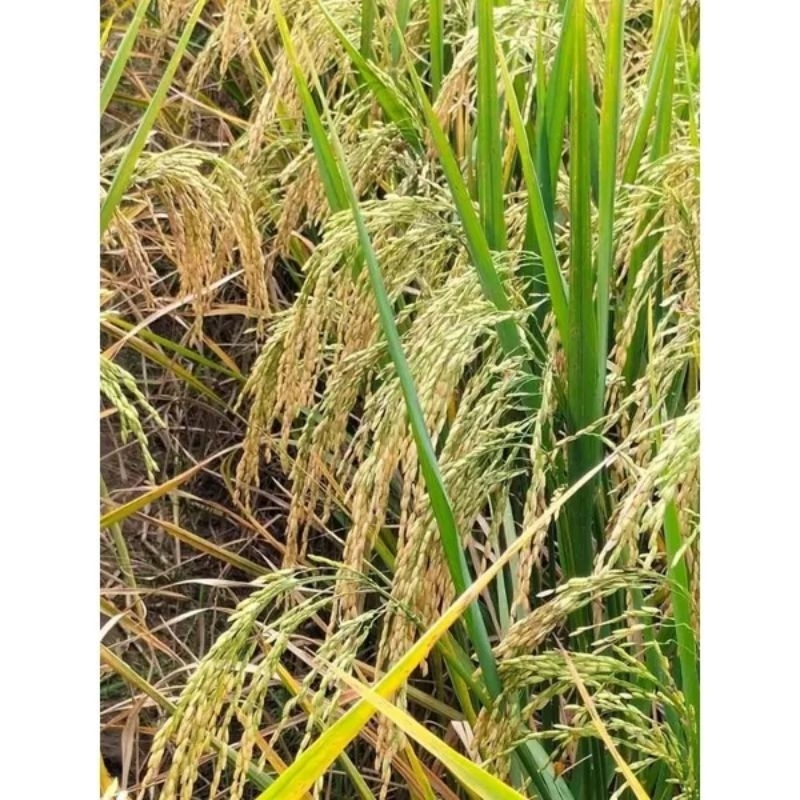 benih padi srikandi jumbo 5kg