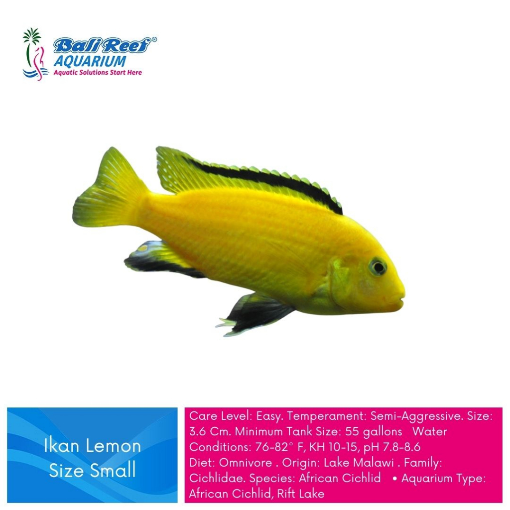 Ikan Hias Cichlid Lemon African Cichlid Lemon Size Small