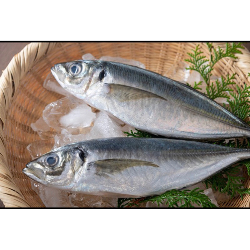 

ikan kembung beku frozen chub mackerel