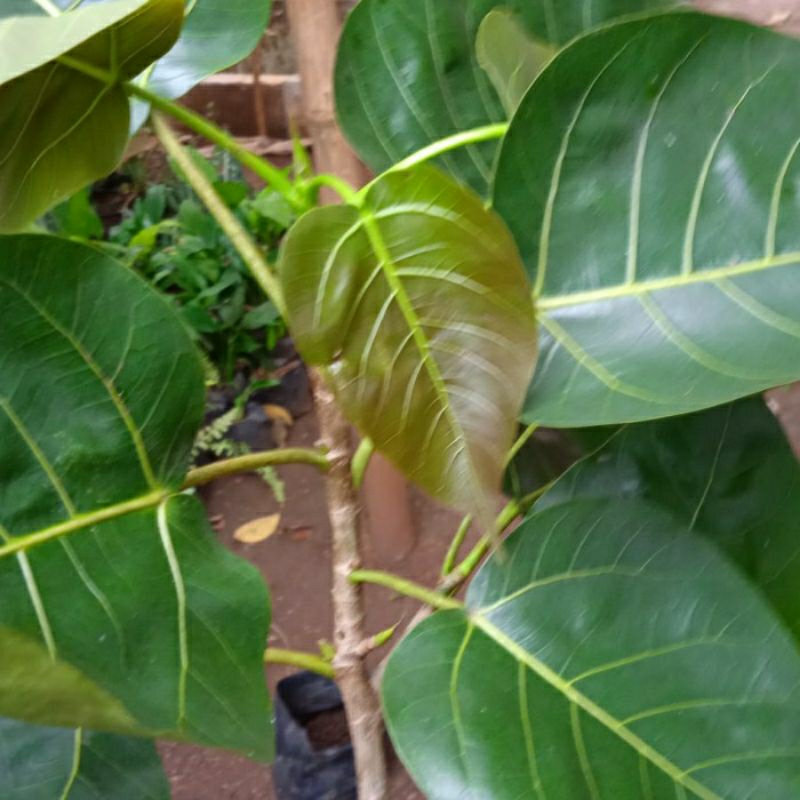 

daun bodhi untuk obat herbal isi 20 lembar