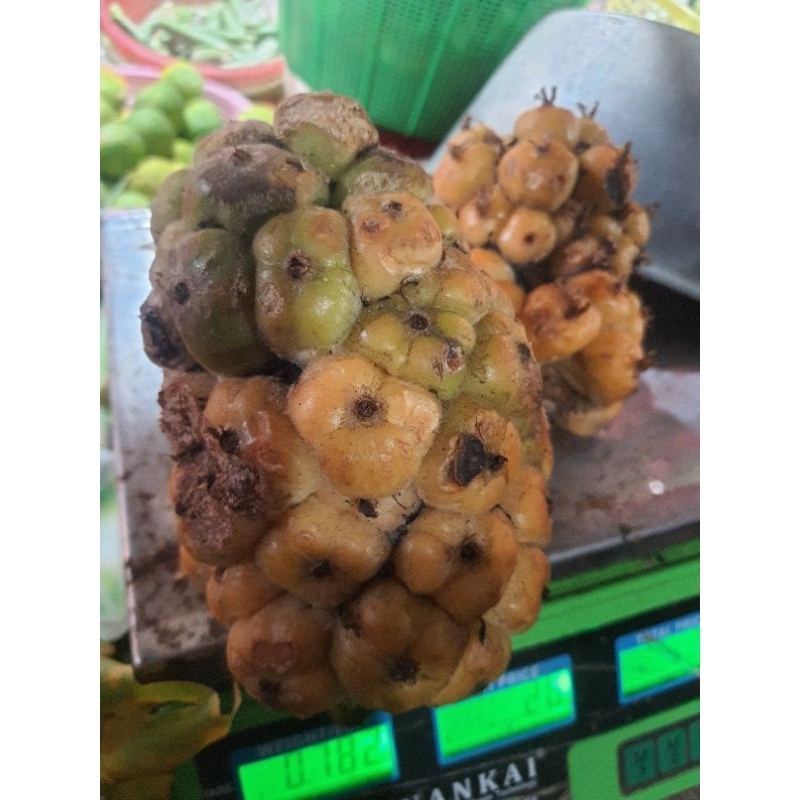 

[ArihErsada] Asam Cikala / Buah Kecombrang / Honje 250 Gram