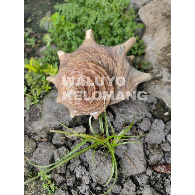 Cangkang Kelomang Kerang Turbo Cornutus atau Sazae