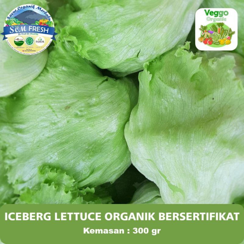 

Iceberg lettuce Organik