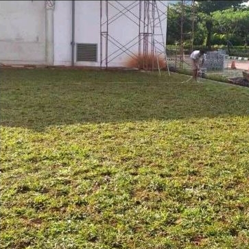 tukang rumput gajah biasa paitan