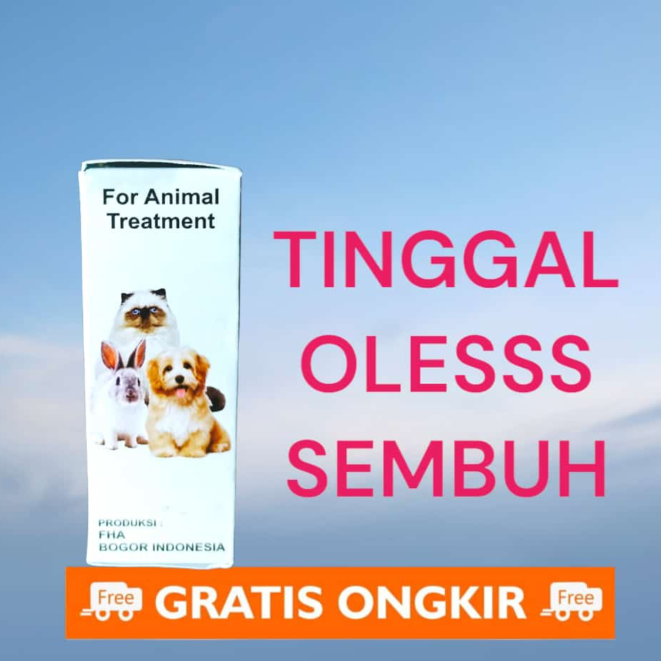 herbal mengobati jamur scabies tungau kucing anjing