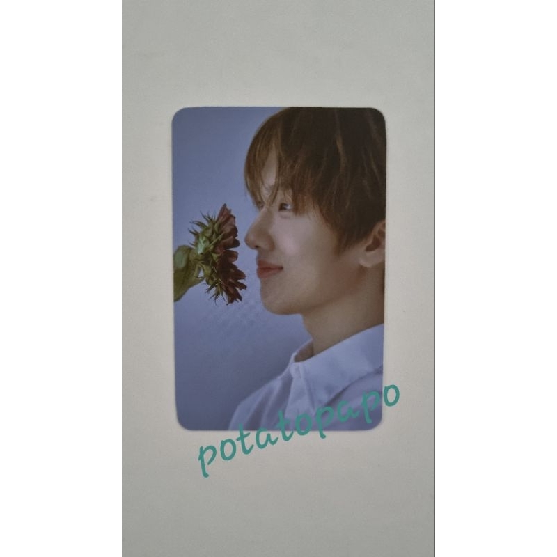 WTT/WTS Starry Daydream NCT Dream - JISUNG Konsep Bunga