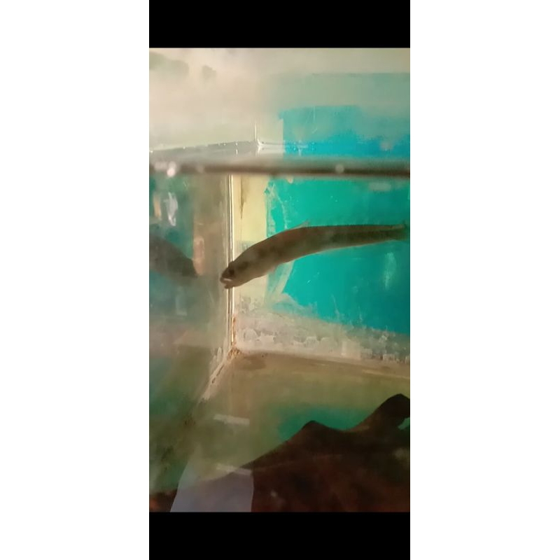 maru channa yellow sentarum ys -+ 8-10cm