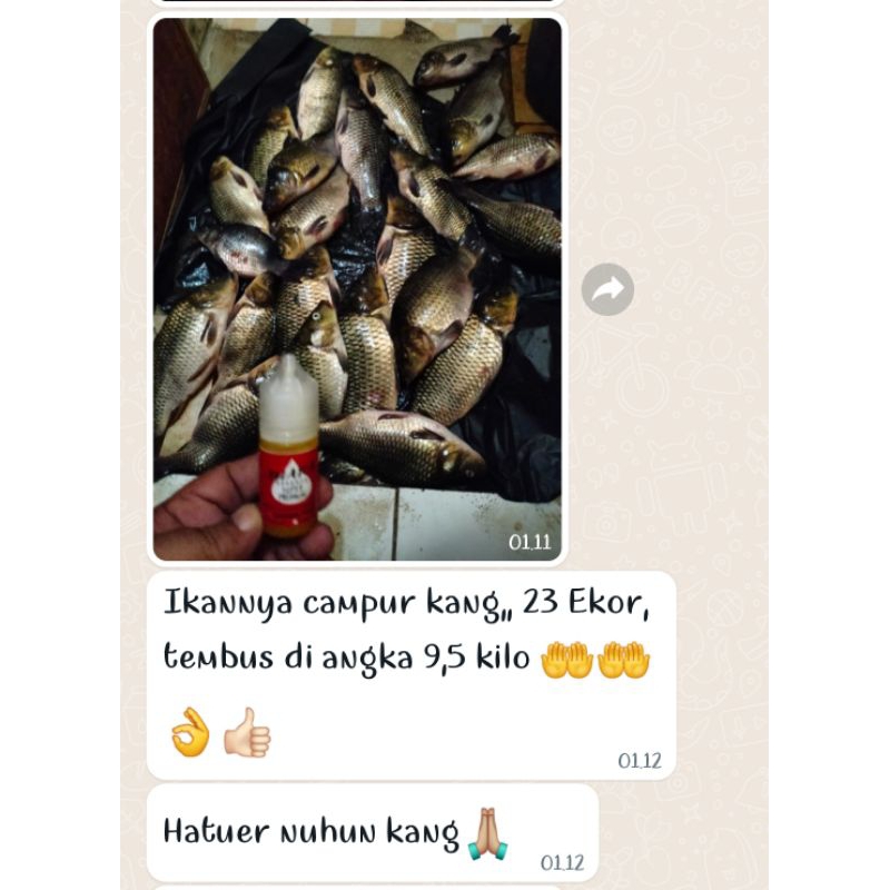Essen duren nangka campedak, Essen Juara Super Premium, Essen Paling Bagus Untuk Lomba Mancing ikan mas