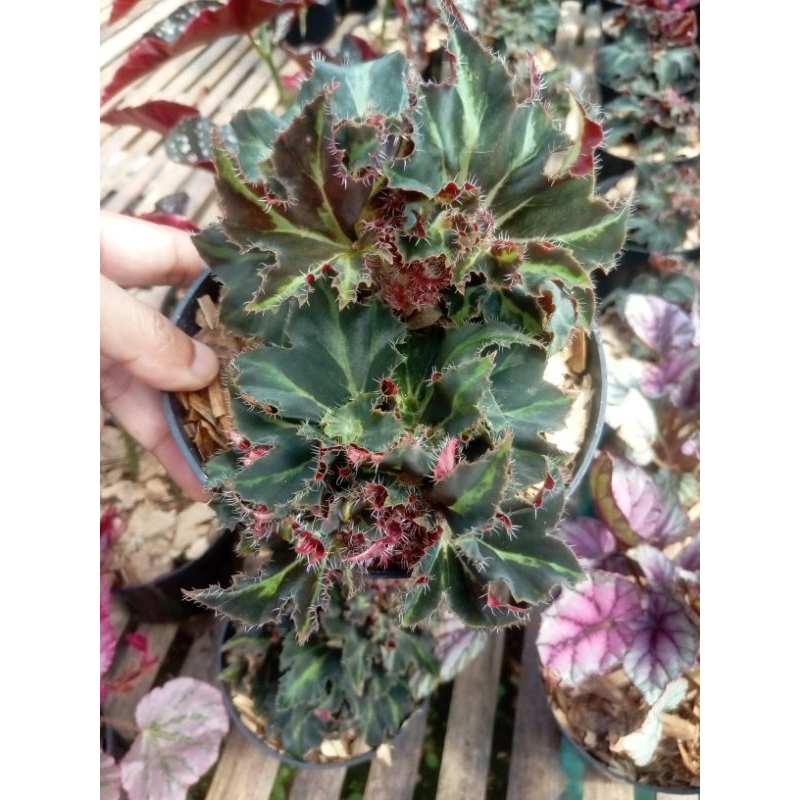 Begonia keong