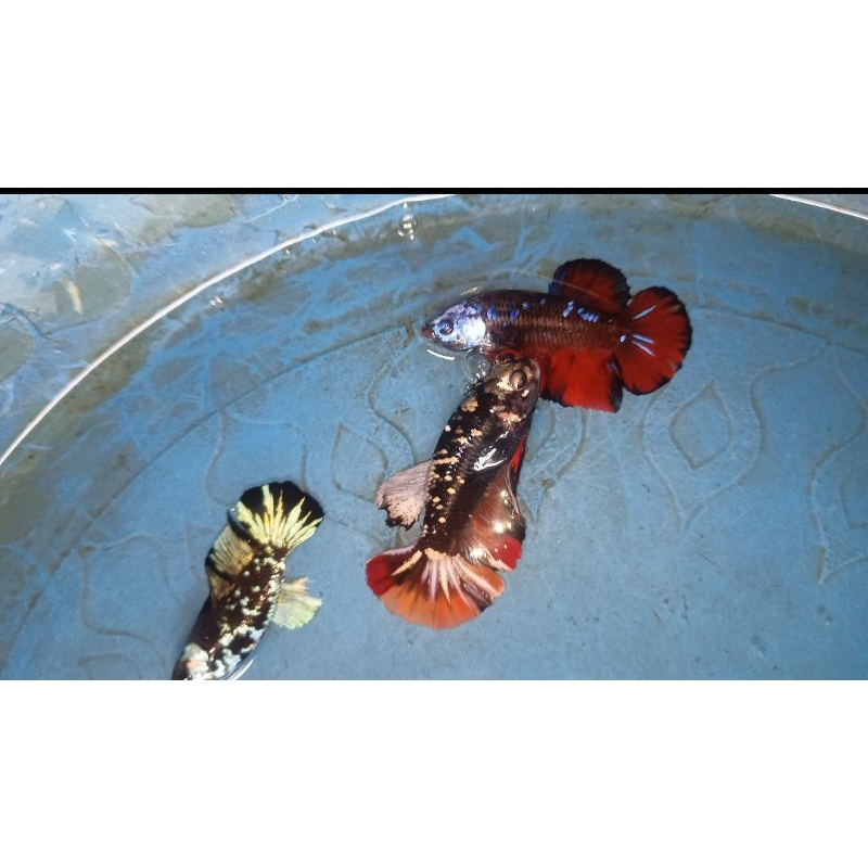 

ikan cupang Avatar