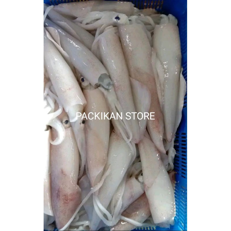 

Cumi Cumi Segar Cumi Jarum 1Kg / Seafood Segar Fresh Bergaransi