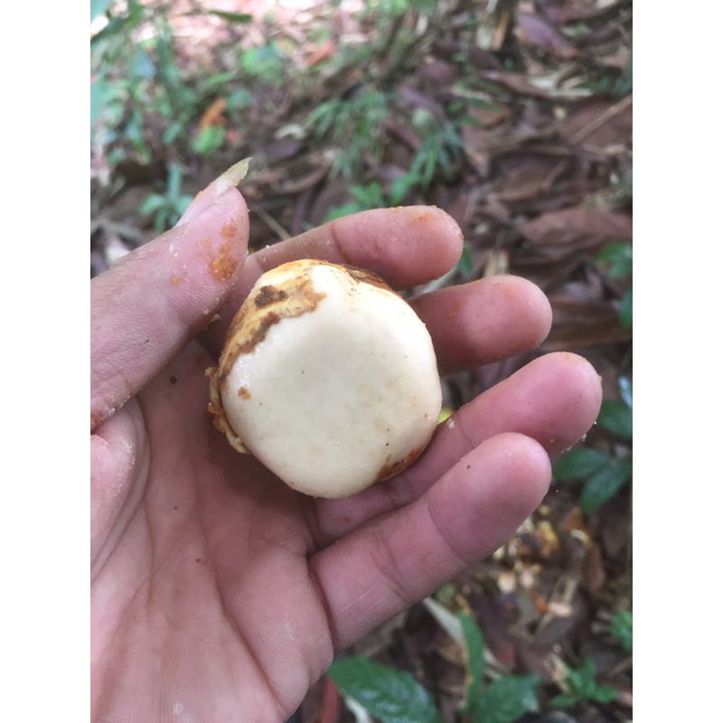 

BUAH HERBAL COLA NUT PUTIH FRESH 1 kg