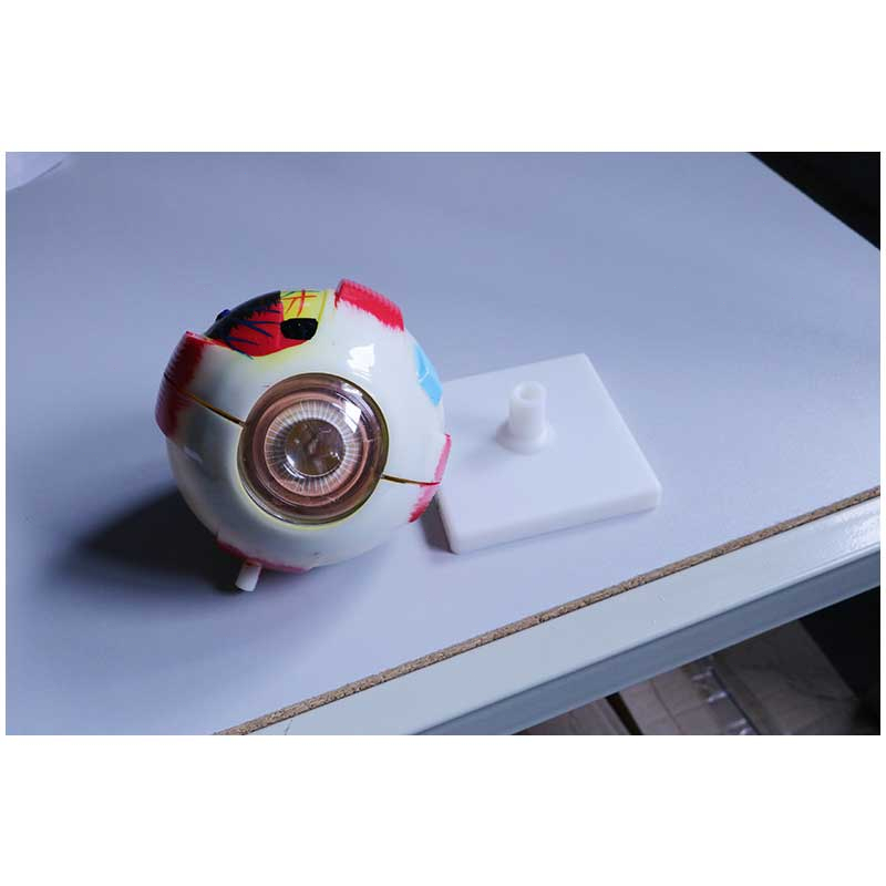 Human Anatomical Natural Eyeball Model Medical Learning Aid Teaching Instrument