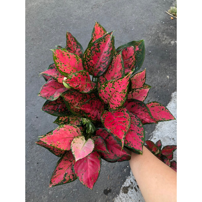 Aglaonema Dud Anjamani Rumpun