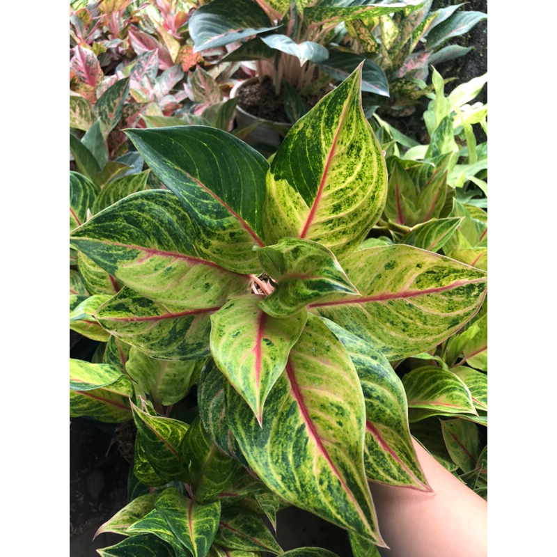 Aglaonema Red Panama Induk