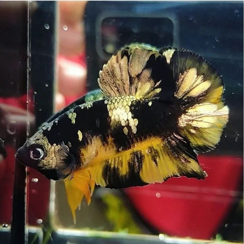 YKC CUPANG YELLOW KOI COPPER ORIGINAL