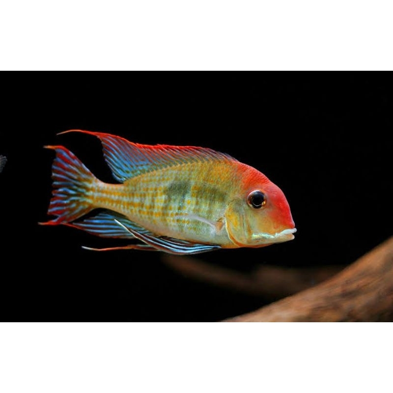Geophagus Red Head Tapajos RHT