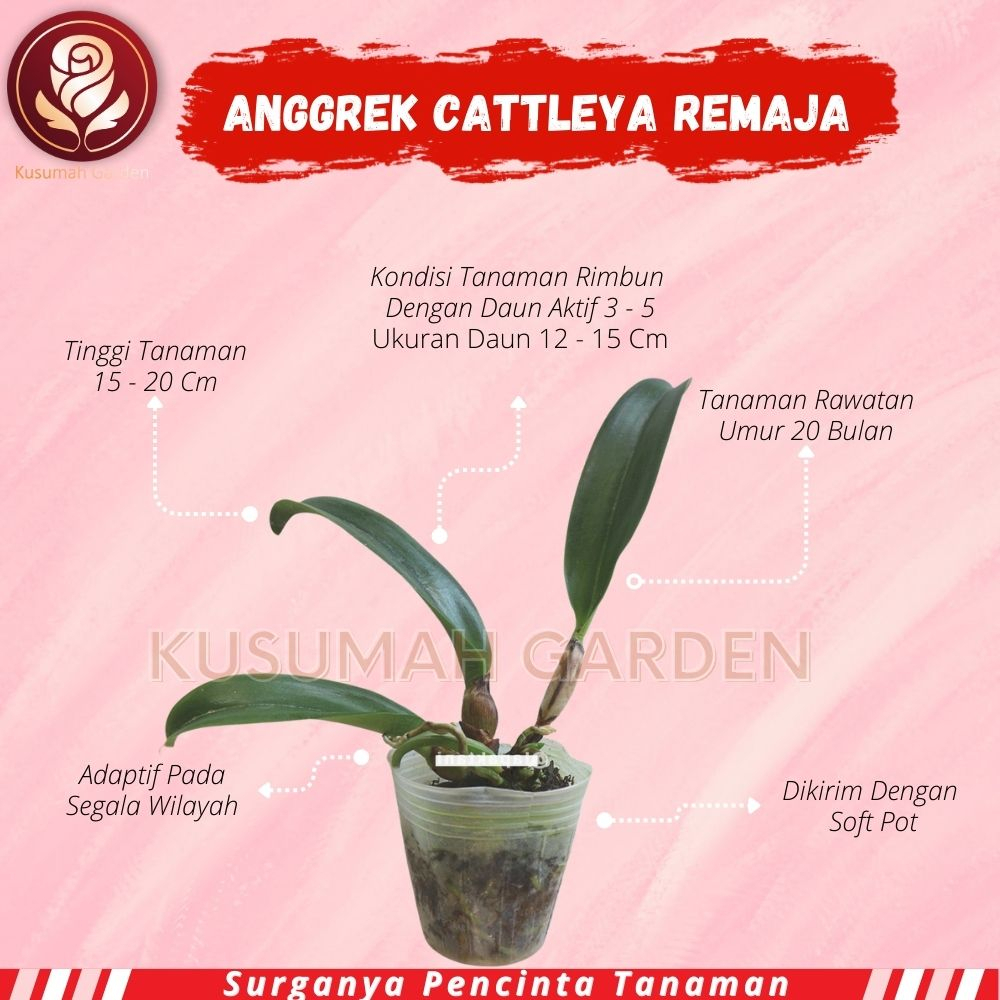 Anggrek Cattleya Hybird Remaja Bunga Besar Wangi