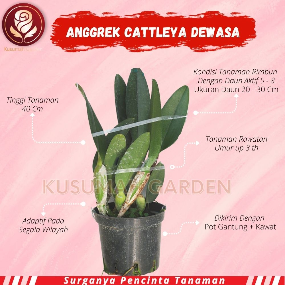 Anggrek Cattleya Hybird Dewasa Bunga Besar Wangi Harum