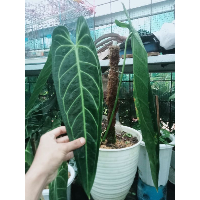 anturium waroquenum lidah gajah