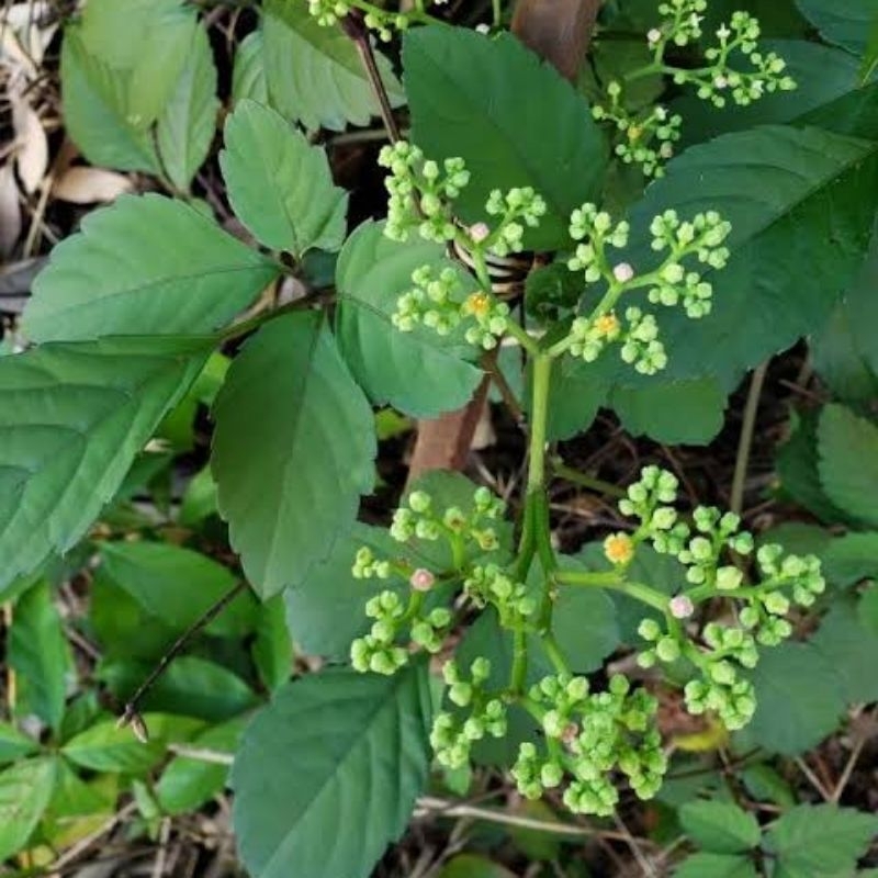 

daun galing galing /daun lambai (Cayratia trifolia)