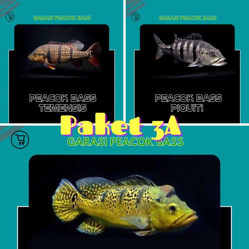 PEACOK BASS PAKET 3A,Temensis,Piquiti,Kalbe