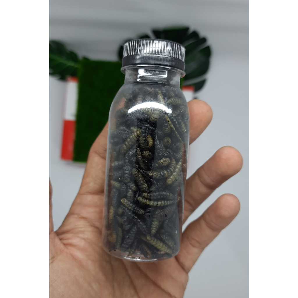 Black Maggot Untuk Asiatica ws / Maru Kemasan Botol 100ml