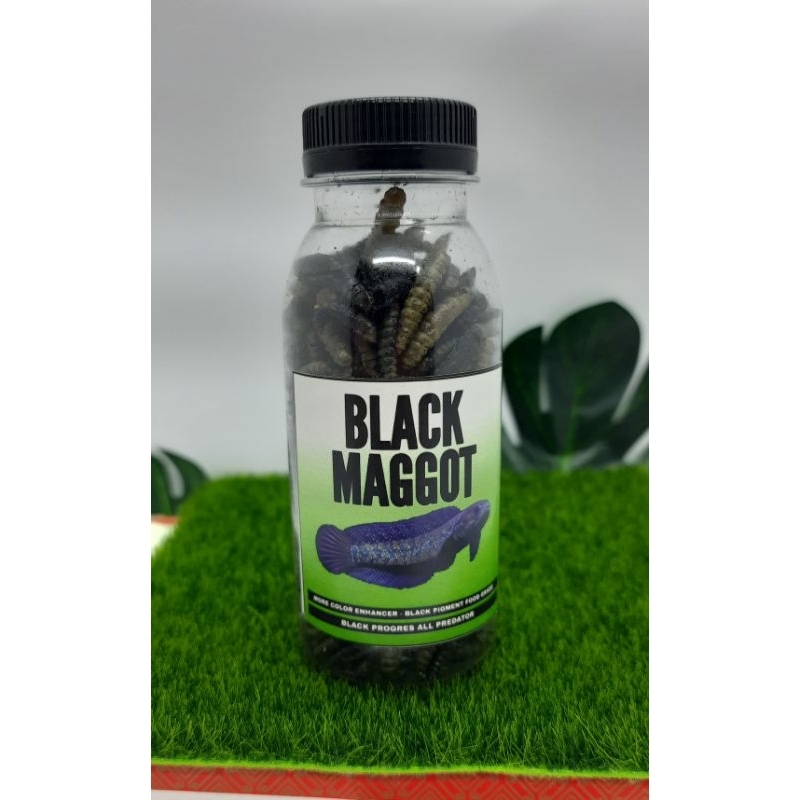 Black Maggot Untuk Asiatica ws / Maru Kemasan Botol 100ml