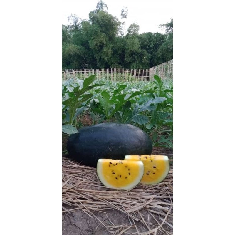 Semangka inul kuning