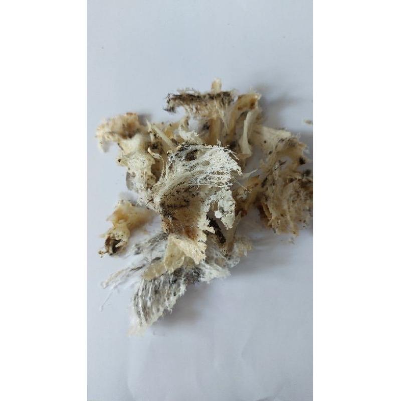 

Sarang Walet Patahan (Original Tanpa Pencucian)