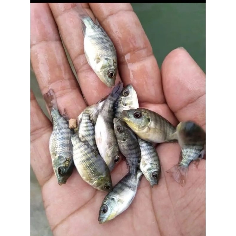 

IKAN NILA HITAM ISI 20 EKOR