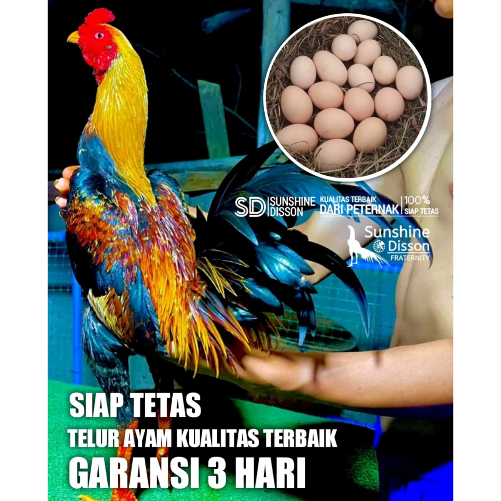 ayam bangkok pama atreet super nyawat mranggal tampar kick n run telur tetas perbutir