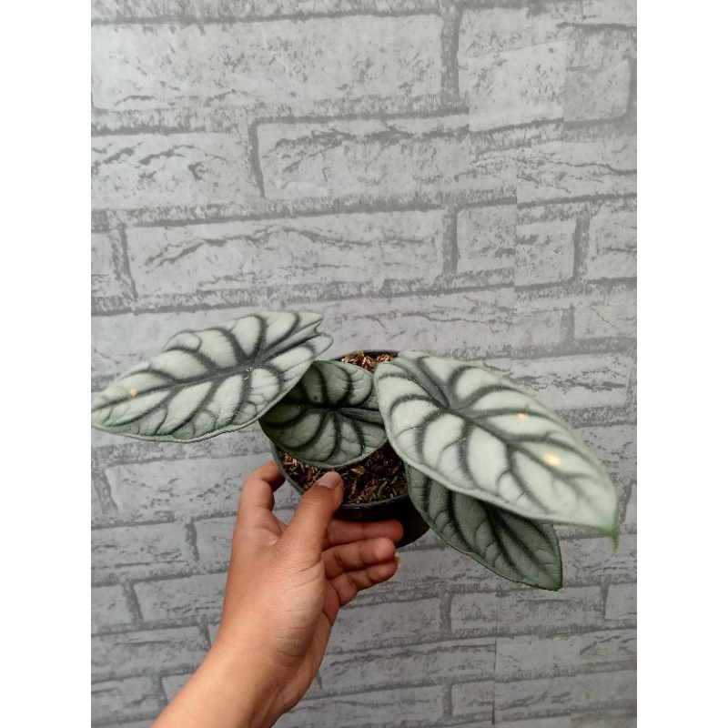 tanaman alocasia dragon silver