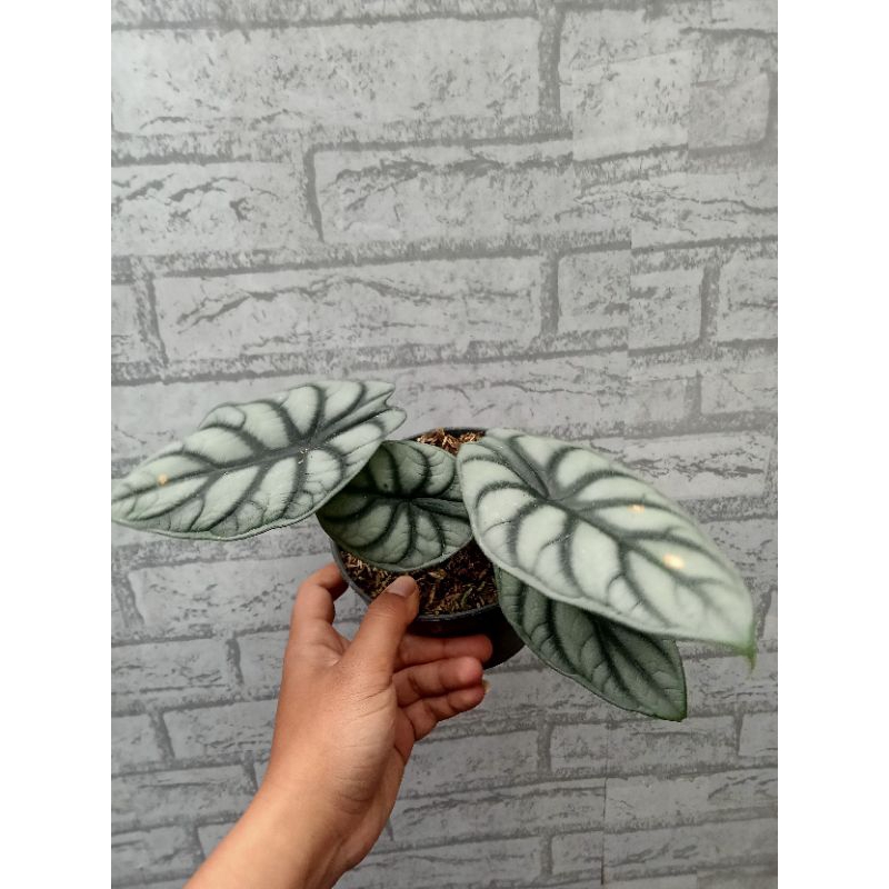 Bunga ALOCASIA SILVER DRAGON - Tanaman Hias Hidup Alokasia Silver Dragon - Keladi Silver Dragon