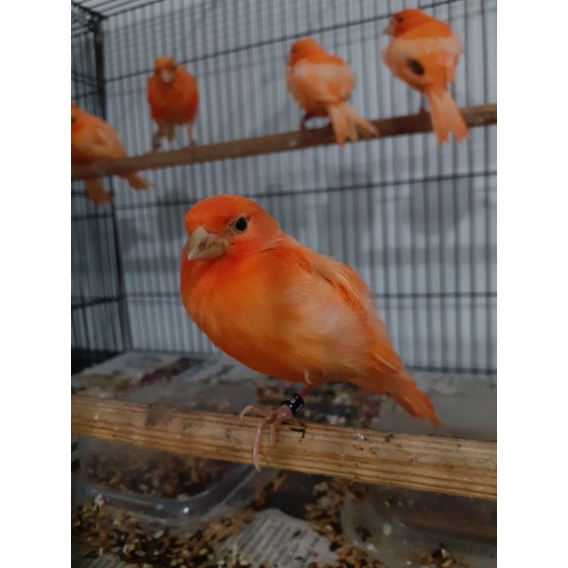 KENARI MERAH LOKAL BAHAN JANTAN DAN BETINA READY