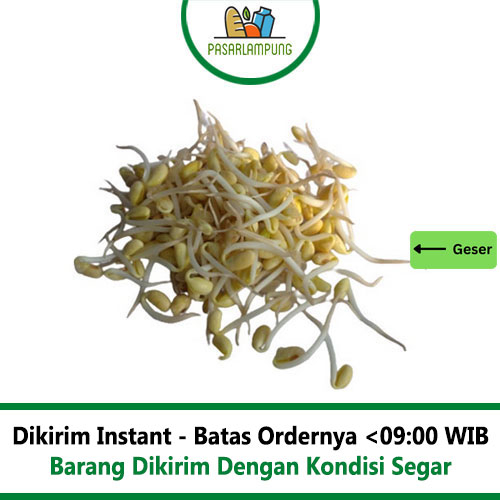 Toge Kecambah Kedelai 250 Gr Pasar Lampung