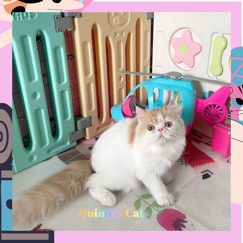 kucing Persia Peaknose jantan Red Harlequin / Oren