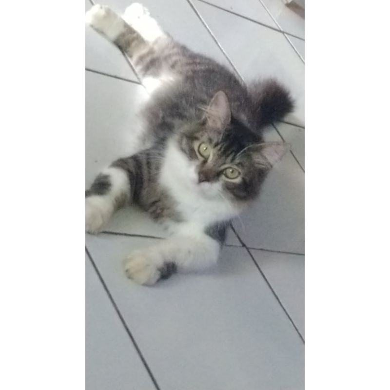 kucing jantan