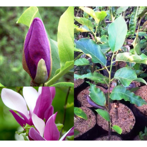 Bibit Bunga Kantil Putih Kuning Merah Ungu Siap Tanam