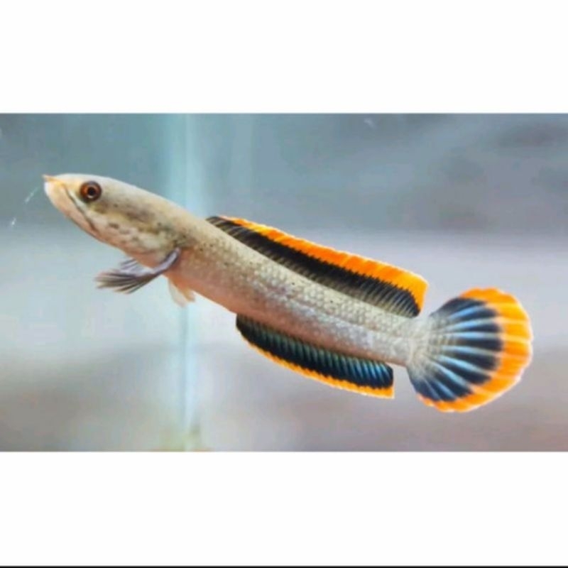 Channa  limbata lawu premium