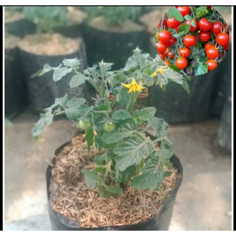 Bibit tanaman buah tomat cerry / tomat ceri / tanaman tomat cery rampai