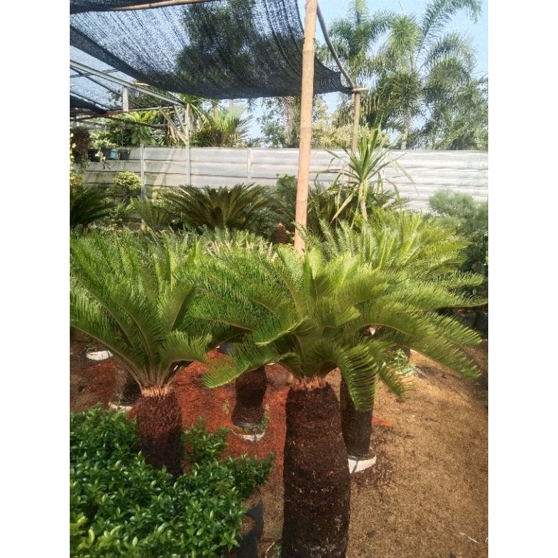 tanaman hias palm sikas tinggi 1 - 1,5 meter - palm sikas