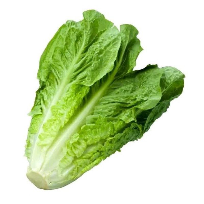 

selada romaine