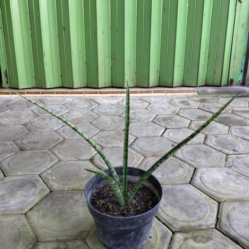 Sansevieria Fernwood